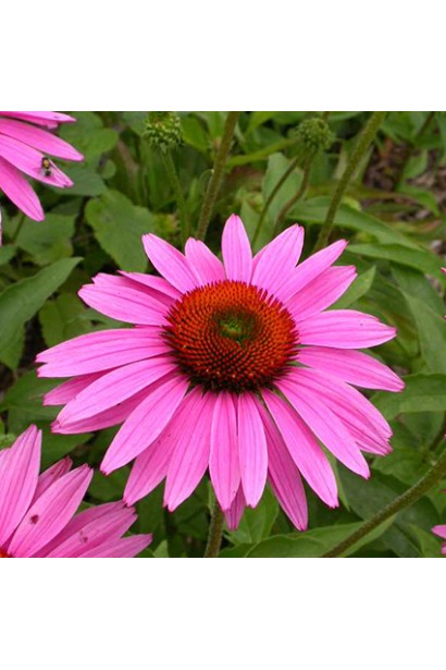 Эхинацея пурпурная Пинк (цветы розовые)